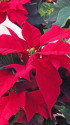 ポインセチア