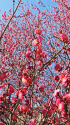 早咲きの紅梅満開