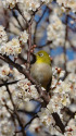 早咲きの白梅にメジロ