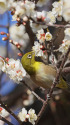 白梅にメジロ