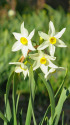 水仙