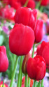 チューリップ
