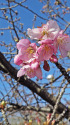 咲き始めた河津桜