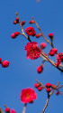 紅梅