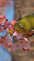 河津桜にメジロ