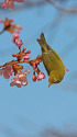 河津桜にメジロ