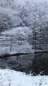 新雪のまゆみ池